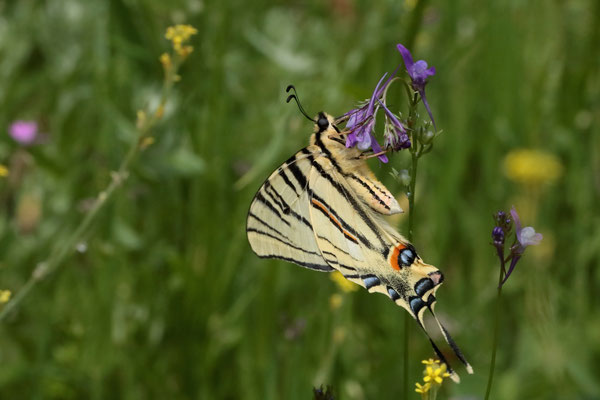 Scarce Swallowtail (Iphiclides podalirius)