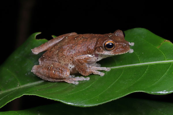 Schultze's Mountain Stream Frog (Ptychohyla leonhardschultzei) female