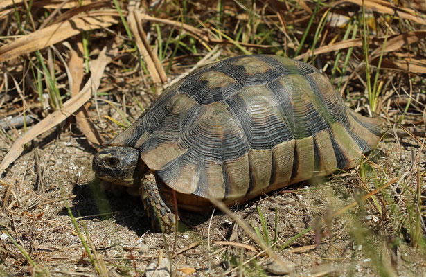 Marginated Tortoise (Testudo marginata)