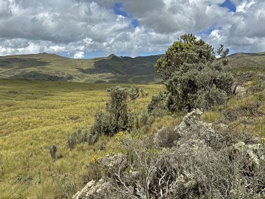Habitat of Kenya Montane viper, Alpine Meadow Skink and Aberdare Mountains Chameleon.