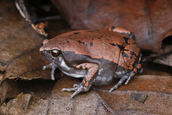 Sheep Frog (Hypopachus variolosus) female