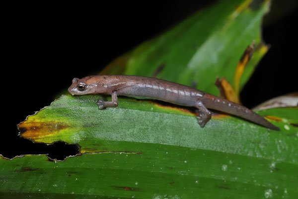 Southern Banana Salamander (Bolitoglossa occidentalis) 