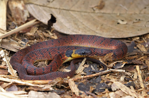 Redback Coffee Snake (Ninia sebae)