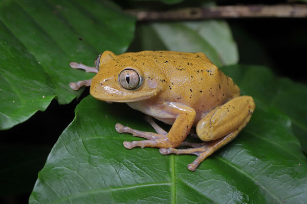 Broadley's Tree Frog (Leptopelis broadleyi) 