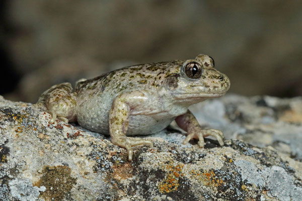 Betic Midwife Toad (Alytes dickhilleni)