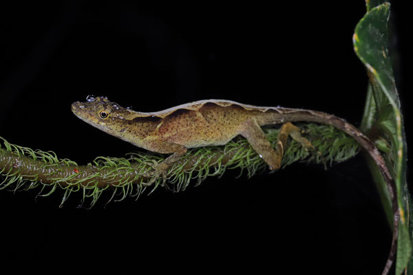 Golfo Dulce Anole (Anolis polylepis)