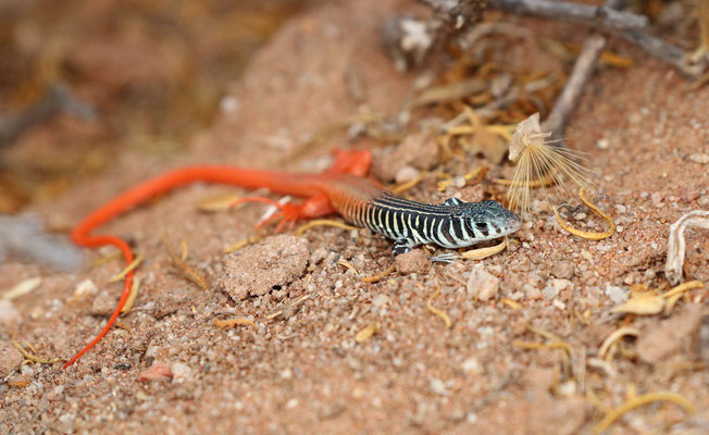 Western Sandveld Lizard (Nucras tessellata)