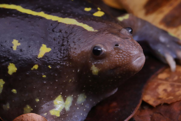 These odd-looking frogs eat mostly ants and termites which also become active after heavy rains. 