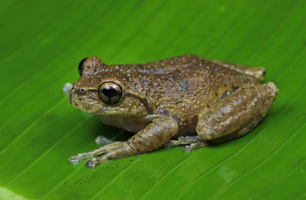 Matuda's Spikethumb Frog (Plectrohyla matudai)