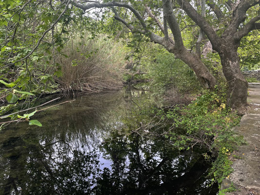 Habitat of Mauremys rivulata.