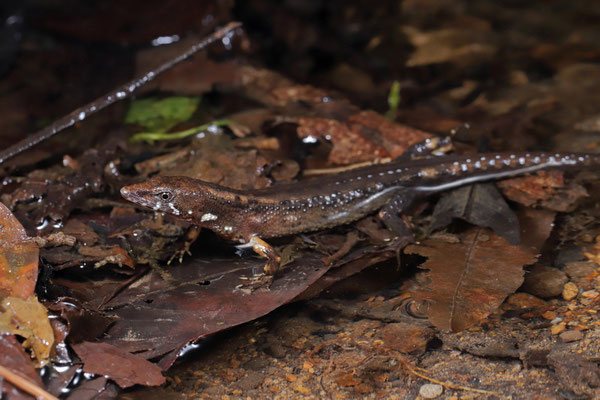 Water Tegu (Centrosaura apodema)
