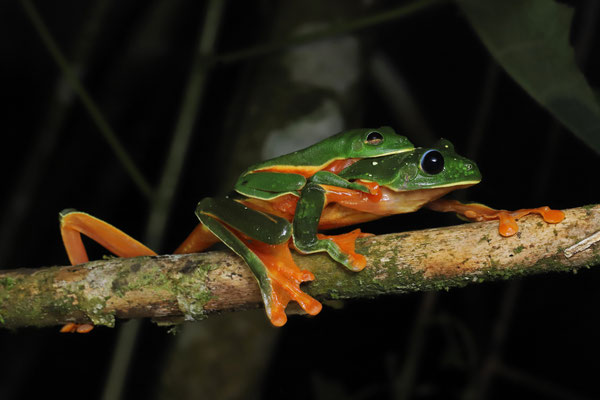 Black-eyed Leaf Frog (Agalychnis moreletii) amplexus
