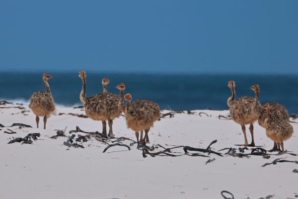 Ostrich (Struthio camelus) chicks