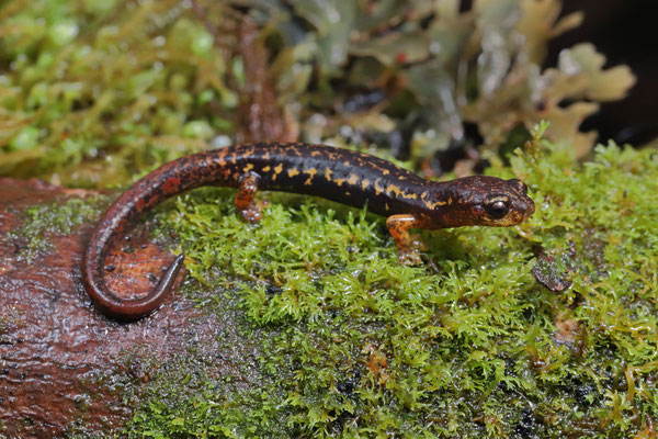 Bolaños Webfoot Salamander (Bolitoglossa bolanosi) 