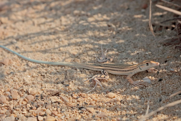 The juveniles of Masirah Fringe-toed Lizard (Acanthodactylus masirae) sport bright blue tails.