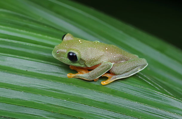 Black-eyed Leaf Frog (Agalychnis moreletii)