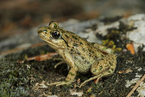 Parsley Frog (Pelodytes punctatus hespericus)