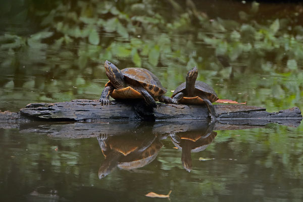 Nicaraguan Sliders (Trachemys grayi)