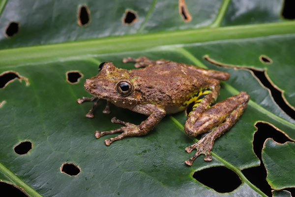 Boulenger's Long-snouted Tree Frog (Scinax boulengeri)
