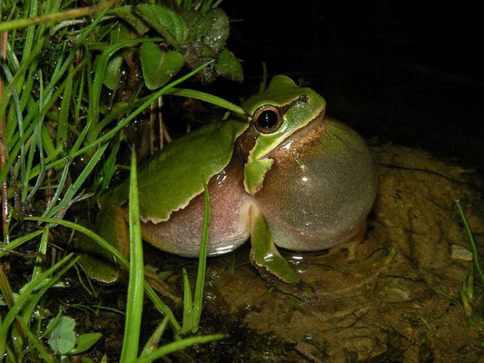 Eastern Tree Frog (Hyla orientalis) calling male