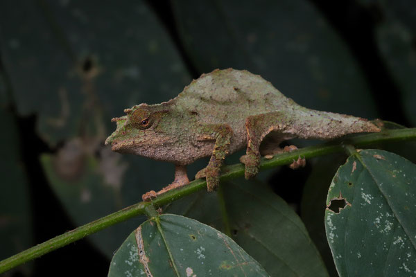 Prince Ea's Pygmy Chameleon (Rhampholeon princeeai) male