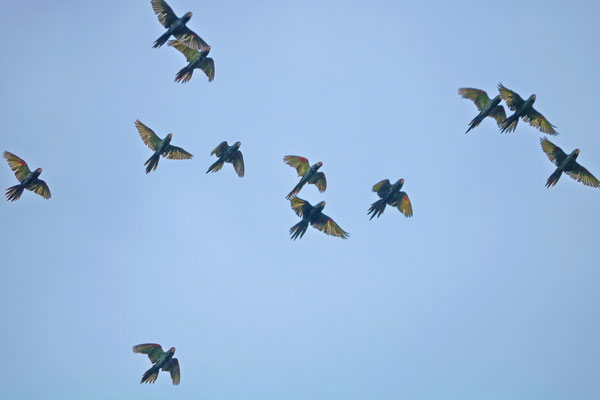 Crimson-fronted Parakeet (Psittacara finschi)