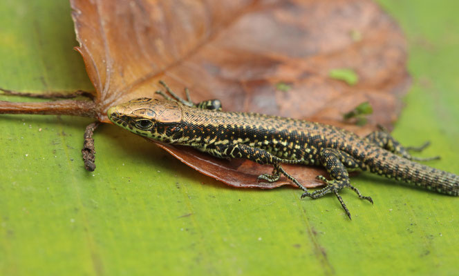Jackson's Forest Lizards (Adolfus jacksoni) juvenile