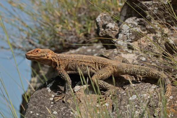 This Caucasian Agama (Laudakia caucasia) was clearly the dominant male of this patch.