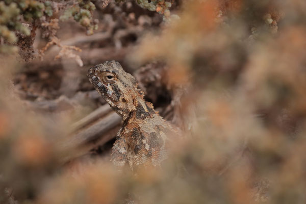 Spiny Ground Agama (Agama hispida) female
