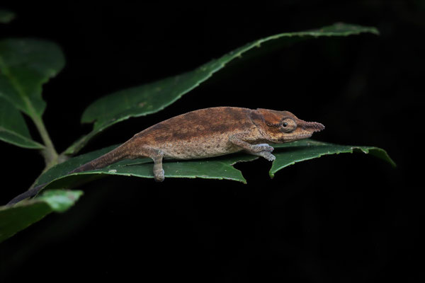 Two-toned Soft-nosed Chameleon (Calumma roaloko) female