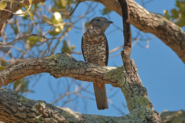 Courol (Leptosomus discolor) female. This species is the only member of the endemic family of the Leptosomidae.