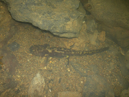 Gorgan Cave Salamander (Paradactylodon persicus) larva