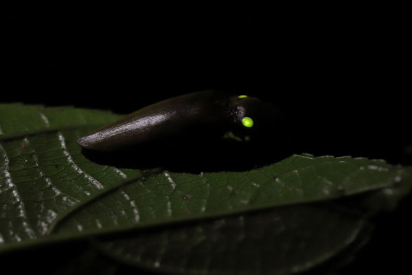 Headlight Beetle (Pyrophorus noctilucus)
