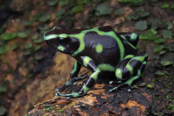 Green-and-black Poison Dart Frog (Dendrobates azureus)