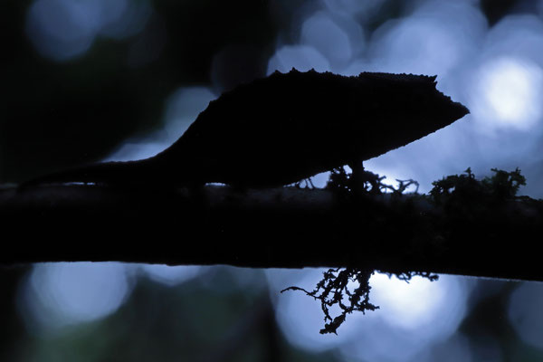 Elongate Leaf Chameleon (Palleon nasus)
