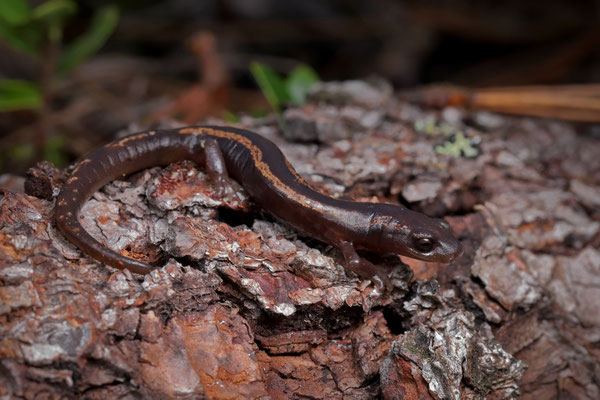 Huehuetenango Mushroomtongue Salamander (Bolitoglossa huehuetenanguensis)