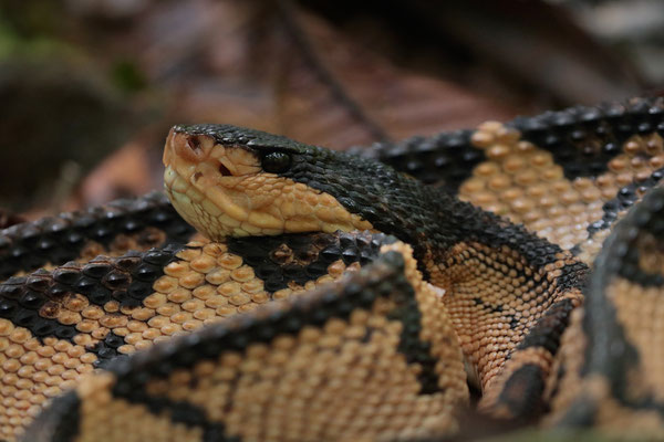 Black-headed Bushmaster (Lachesis melanocephala)