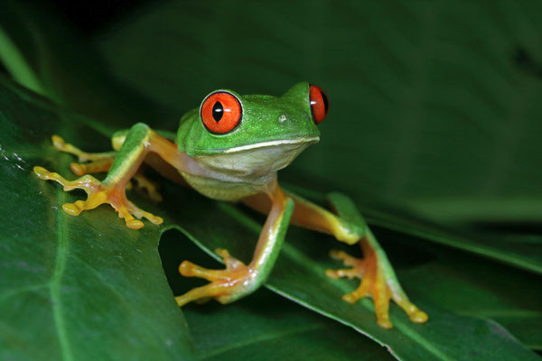 Taylor's Red-eyed Treefrog (Agalychnis taylori) 
