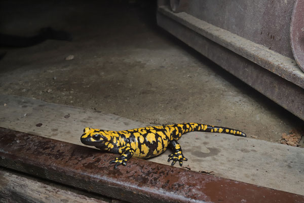 Oriental Fire Salamander (Salamandra infraimmaculata semenovi) on someone's doorstep.