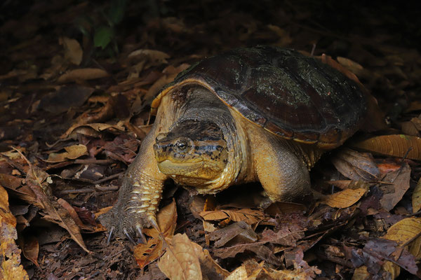 South American Snapping Turtle (Chelydra acutirostris) 