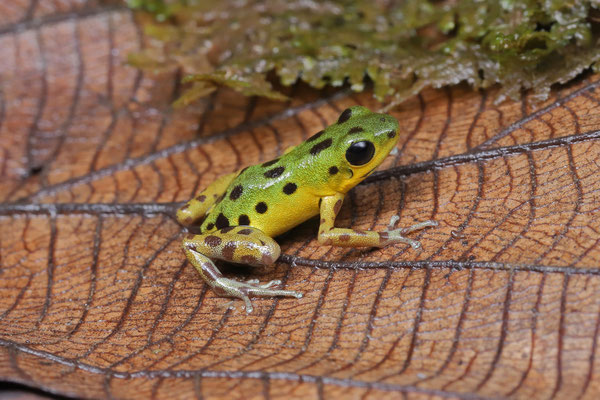 Strawberry Poison Dart Frog (Oophaga pumilio) "Colon"