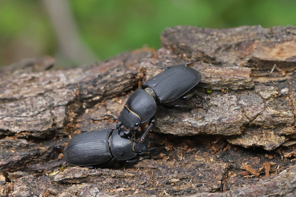 Lesser Stag Beetles (Dorcus parallelipipedus)
