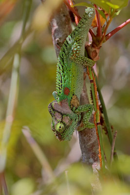 Knysna Dwarf Chameleon (Bradypodion damaranum)