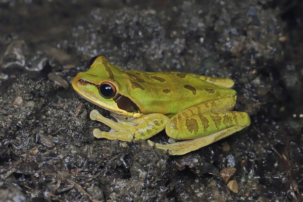 Masked Tree Frog (Smilisca phaeota)