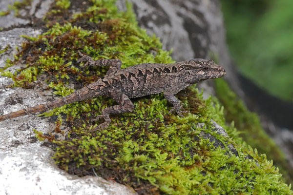 Guatemala - Herpsafari - amphibians and reptiles of Europe