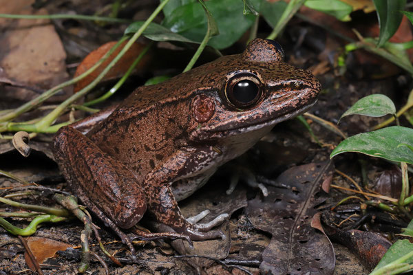 Vaillant's Frog (Lithobates vaillanti)