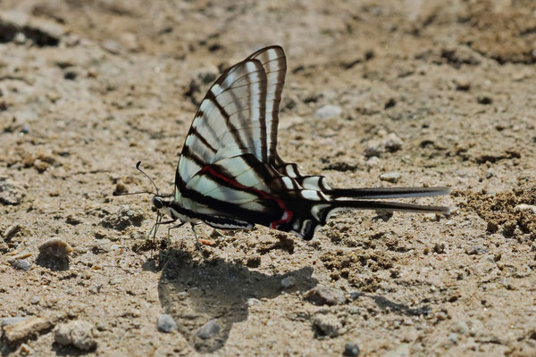 Mexican Kite Swallowtail (Protographium epidaus) 