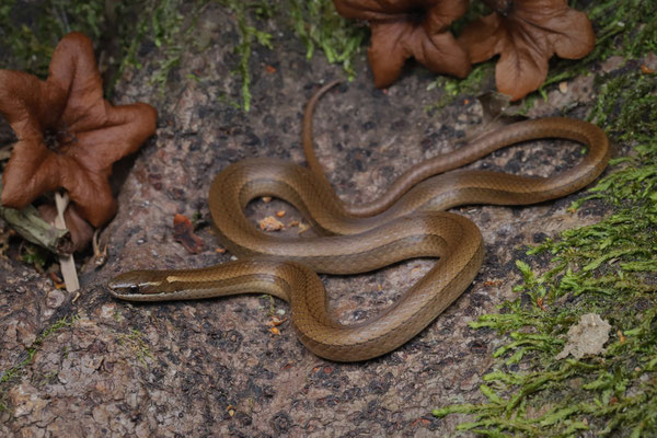 Yellow-bellied Snake (Coniophanes fissidens)