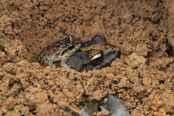 Polymorphic Robber Frog (Craugastor rhodopis) amplectant pair. These frogs are direct developers and this couple is digging an egg deposition site.