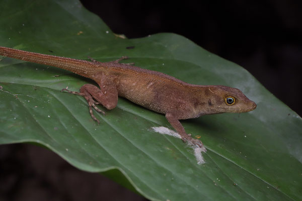Malposo Scaly Anole (Anolis compressicauda) juvenile